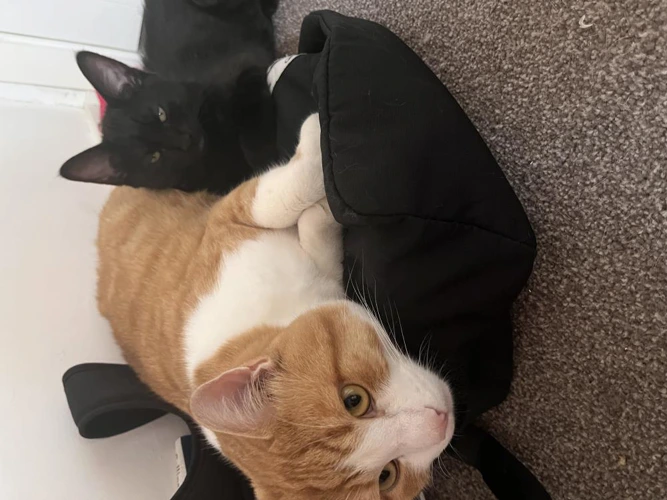 Zuko and Rex