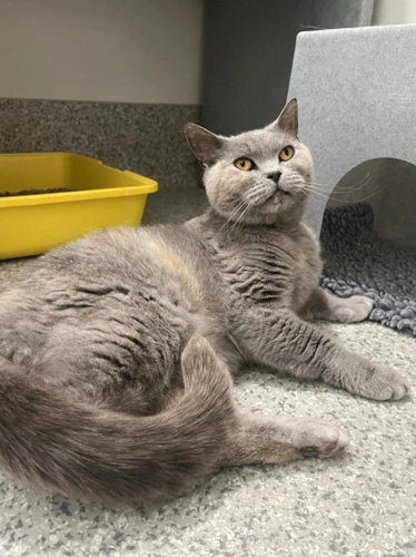 Molly 7 Year Old Female