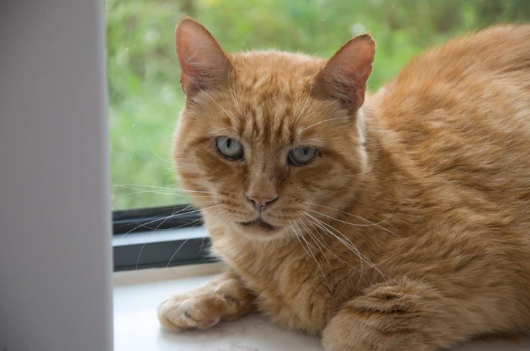 Gingy