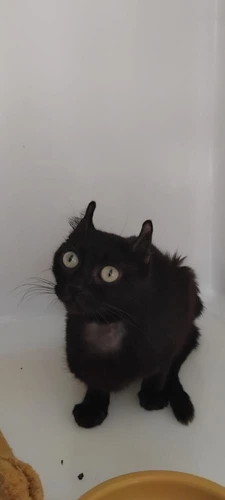 Treacle