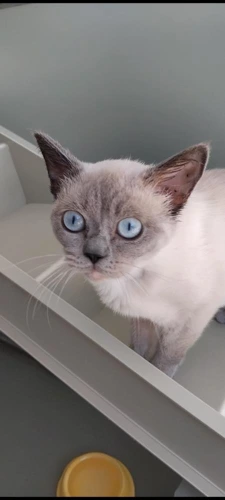 Huxley