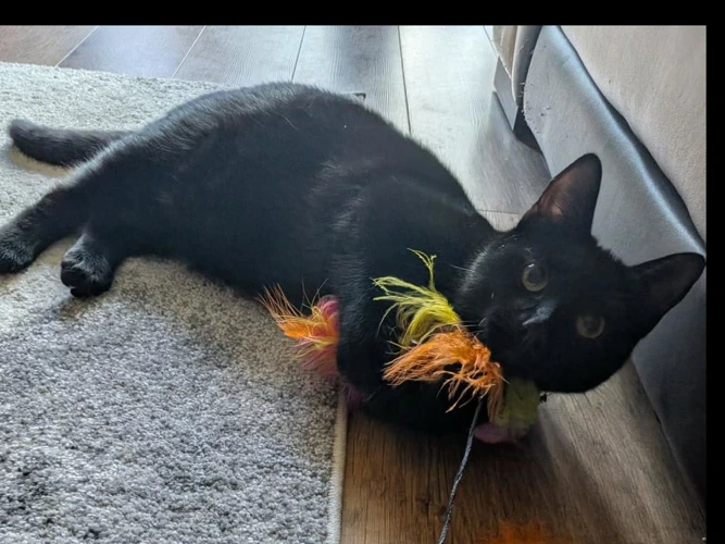 Stella