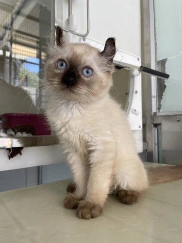 Peanut