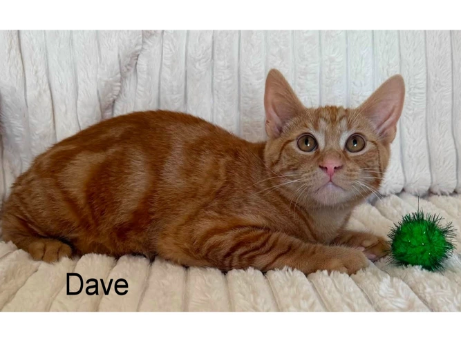 DAVE