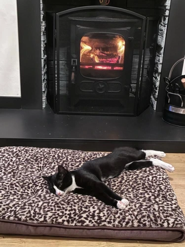 Finn