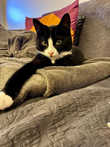 Finn