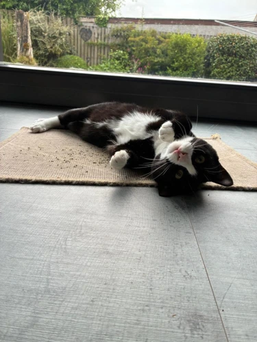 Finn