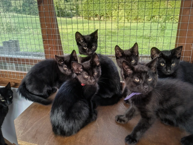 Kittens
