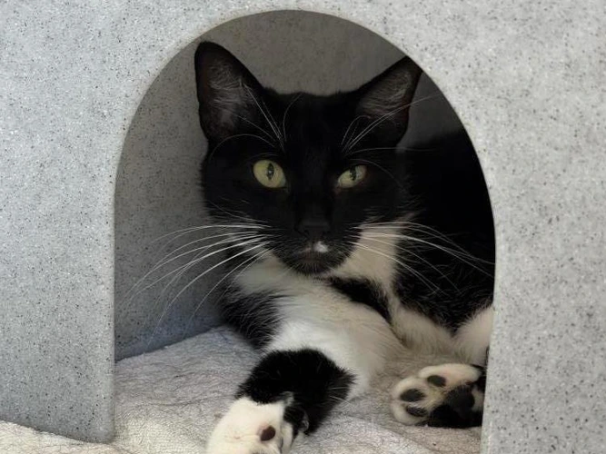 3-year-old Dusty