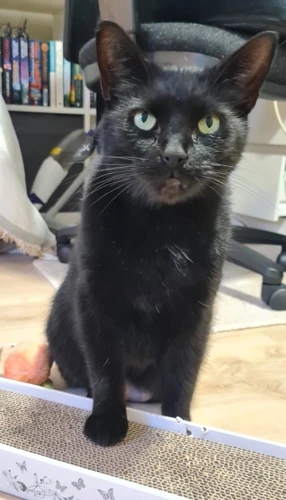 Salem 113 2026