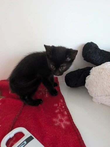 Chilli Kitten 1