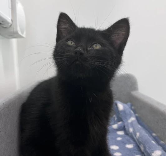 Delilah