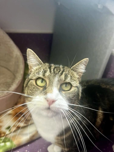 Millie