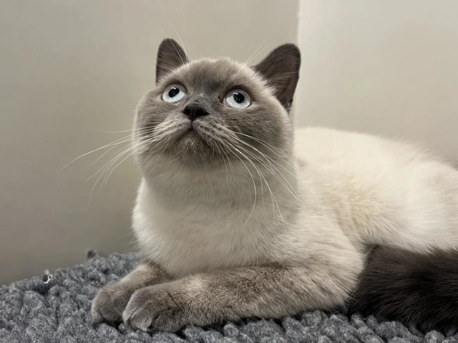 Baby Gia 8 Month Old Female