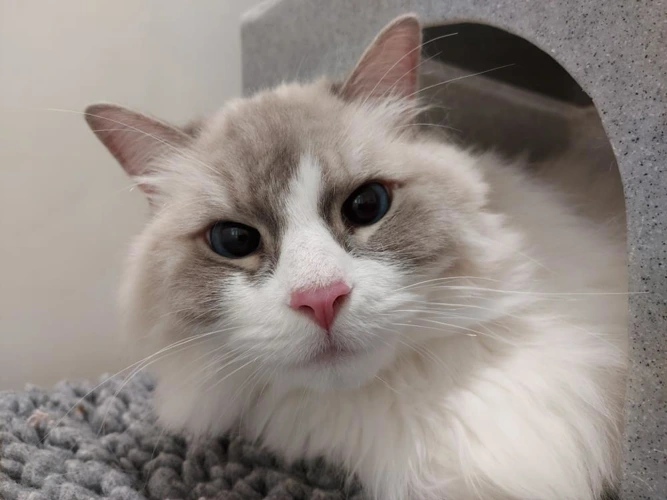 Cashew 3 Year Old Male
