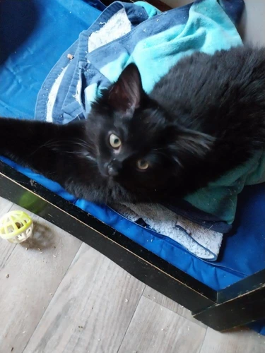 Tabitha