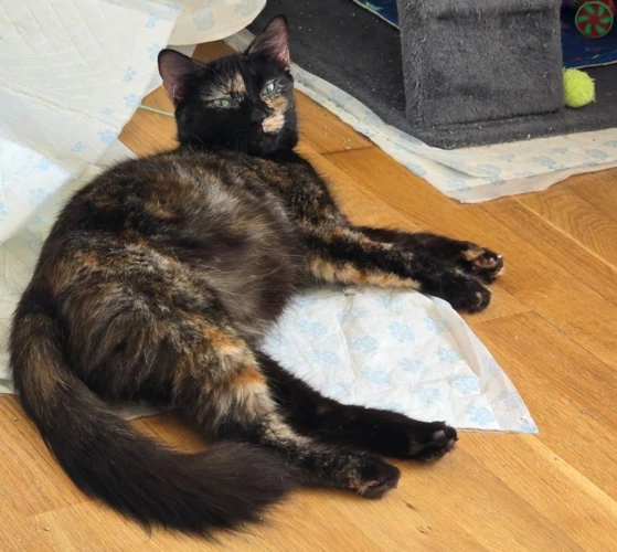 Tallulah