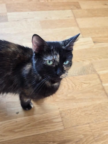 Tallulah