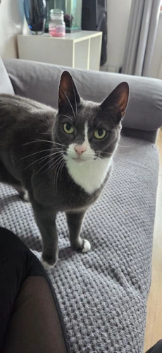 Perla
