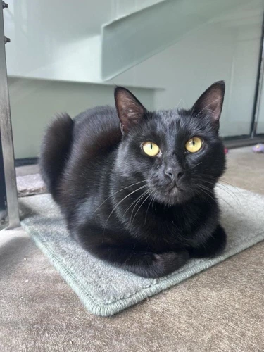 Binx