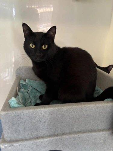 Binx