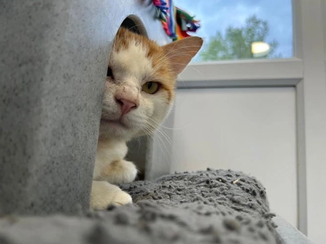 Vinny Stray