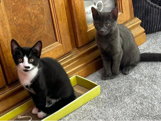 Tommy and Freida