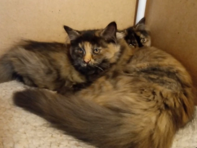 Pom Pom and Pumpkin