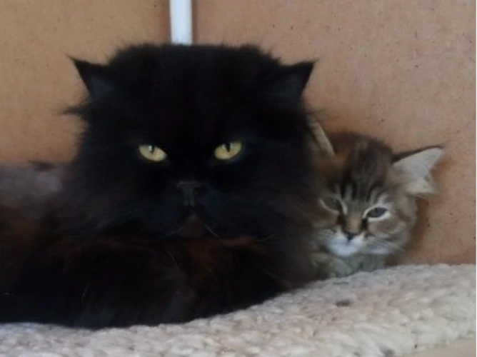 Lola and Layla