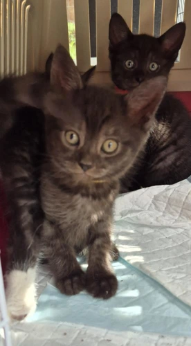 Kitten KC