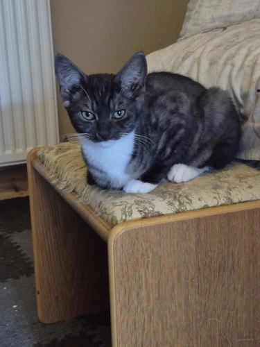 Kitten JJ