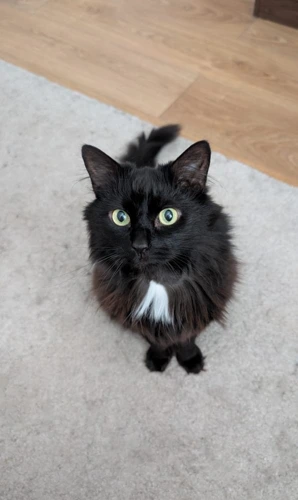 Ripley