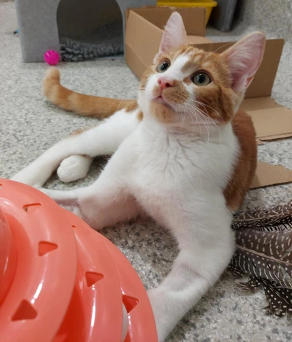 Ozzy 5month old male