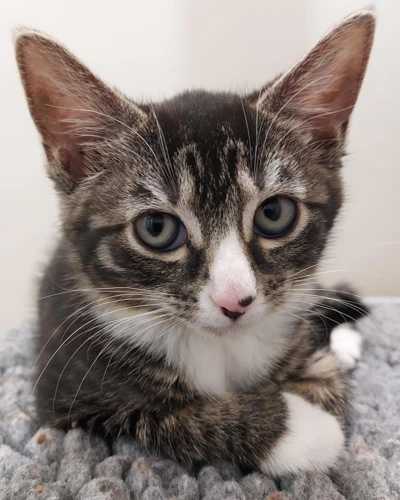 Kailani 9wk old female