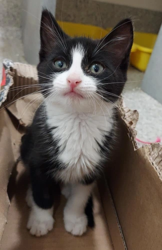Peroni 8wk old female