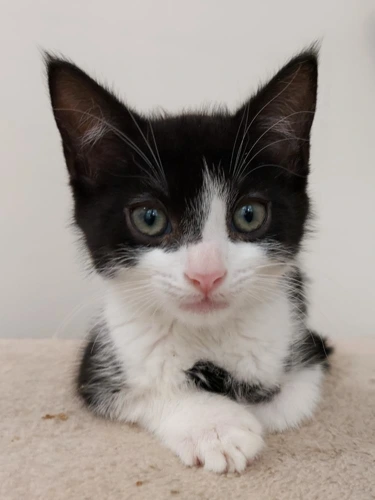 Kronenbourg 8wk old male