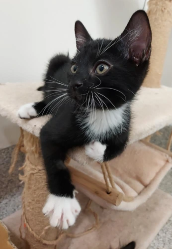 Grolsch 8wk old male