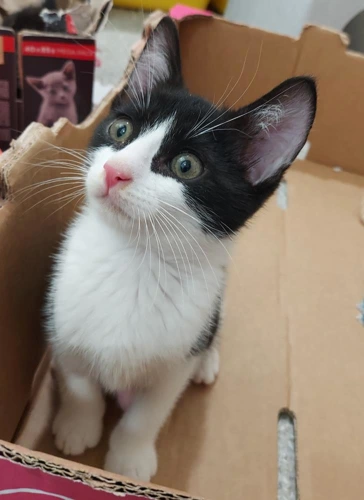 Carling 8wk old male