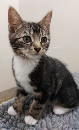 Kai 9wk old male