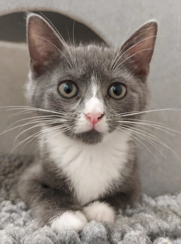 Moana 9wk old female
