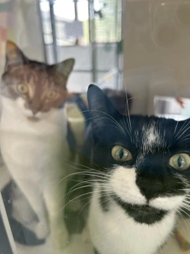 Milo and Missy