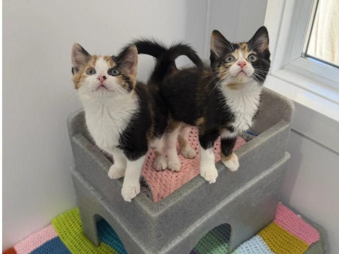 Mojo & Jojo
