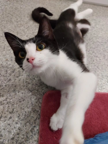 Gala 10 Month Old Female