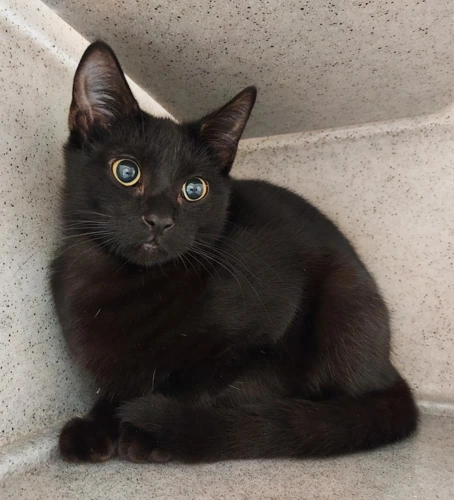 Abraham 10 Month Old Male