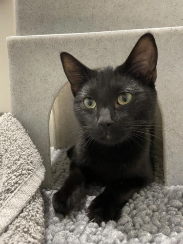 Lincoln 10 Month Old Male