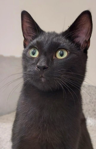 Lincoln 11 Month Old Male