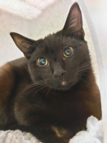 Lincoln 10 Month Old Male