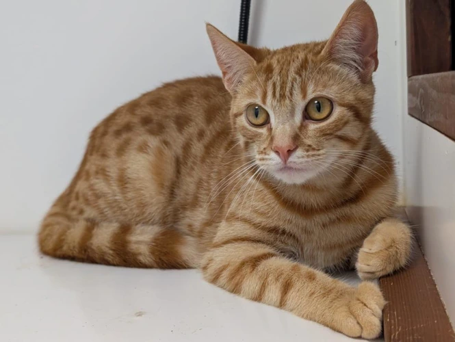 Reggie 168 2026
