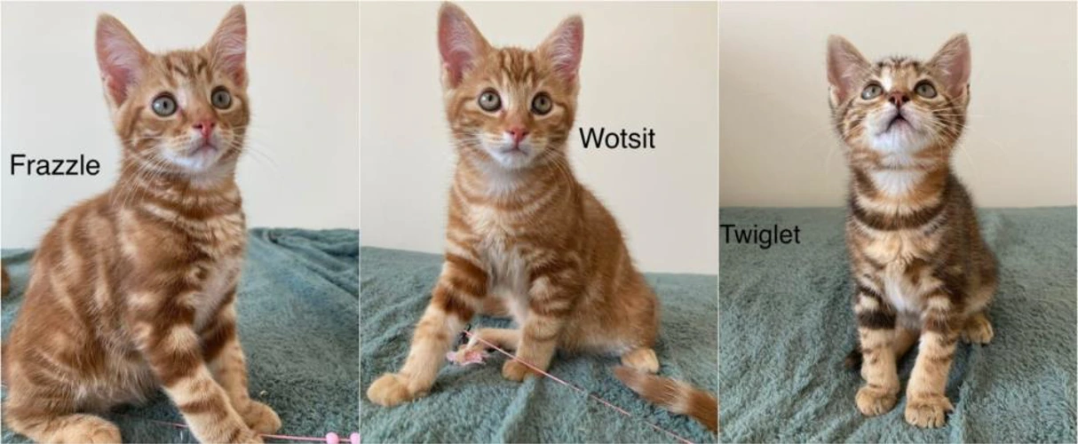 Three kittens