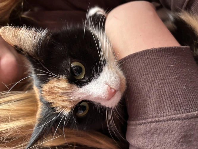 Marmalade